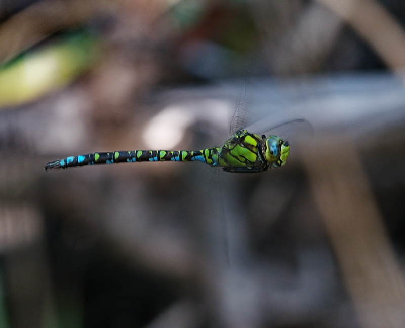 Aeshna cyanea